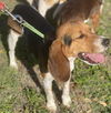 Hucklebeagle Pecan