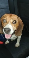 Sammy VI