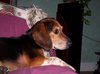 Tucker