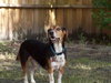 Tucker