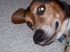 Tucker
