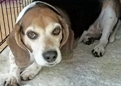 Tucker Bo