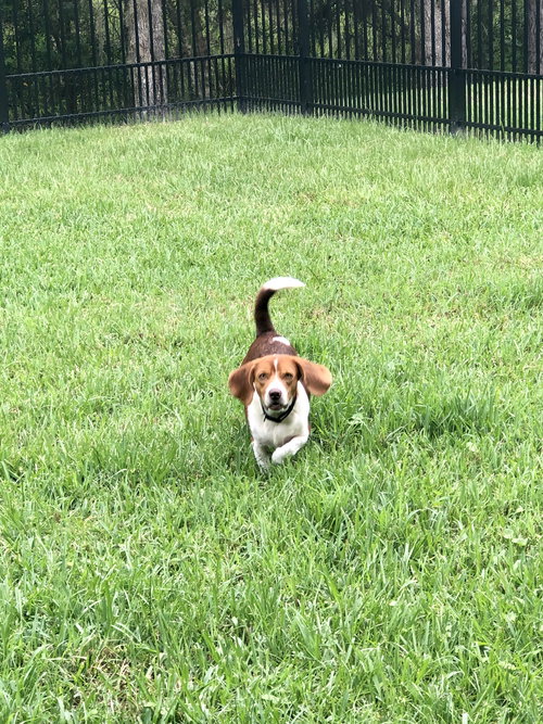 Bocephus II