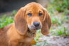 Biscuit's pup Doodle