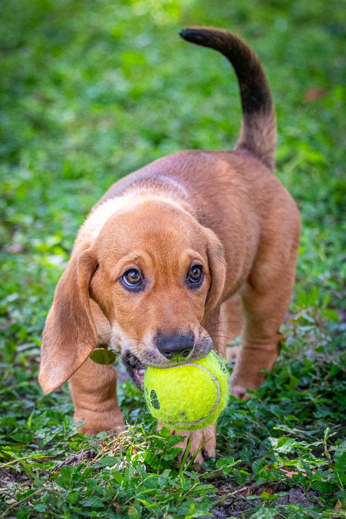 Biscuit's pup Doodle