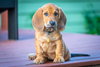 Biscuit's pup Doodle