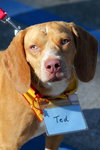 Ted