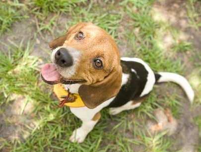 Petey II