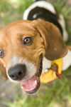 Petey II