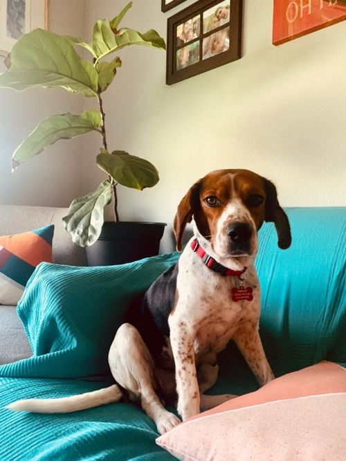 Pipa