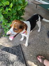 Pipa