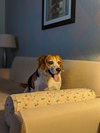 Buster The Large