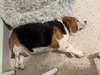 Buster The Large