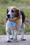 Buster The Large