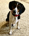 Millie II