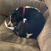 Millie II