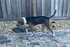 Dasher II