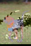 Dasher II