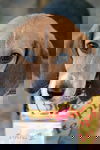 Dasher II