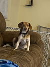 Charlie Boy