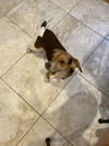 Charlie Boy