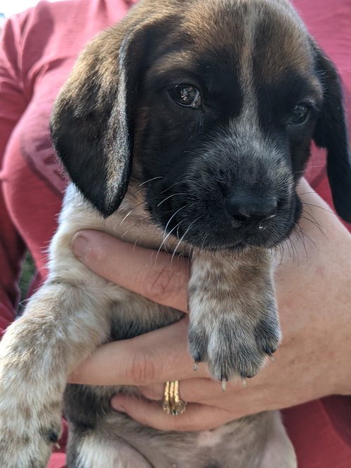 Mary's Pup Hamlet