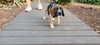 Mary's Pup Hamlet