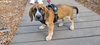 Mary's Pup Hamlet