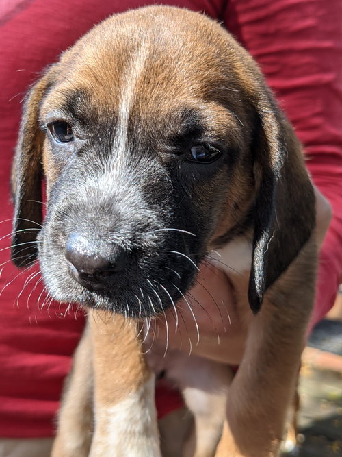 Mary's Pup Celia