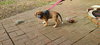Mary's Pup Celia