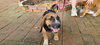 Mary's Pup Celia