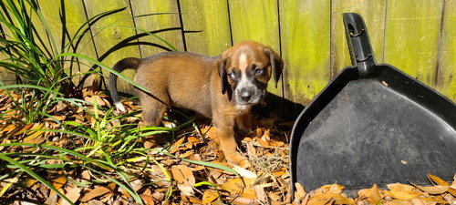 Mary's Pup Rosalind