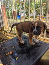 Mary's Pup Rosalind