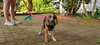 Mary's Pup Rosalind