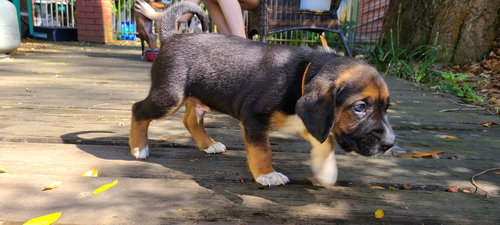 Mary's Pup Othello