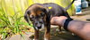 Mary's Pup Othello