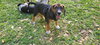 Mary's Pup Othello