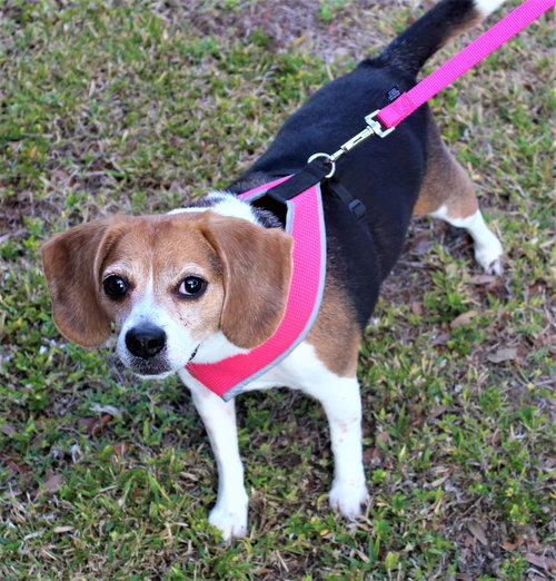 Molly Sue