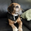June Bug II