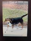 Benji IV