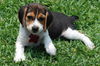 Peanut's Puppy 1