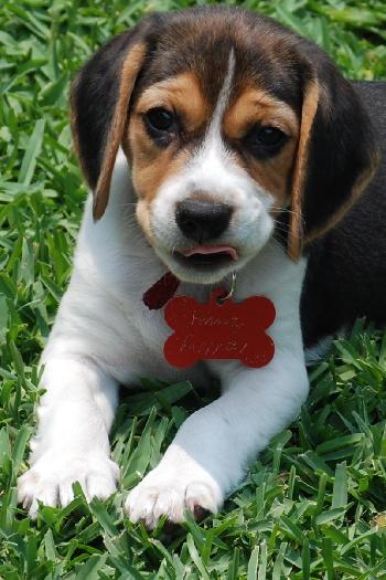 Peanut's Puppy 1