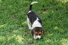 Peanut's Puppy 1
