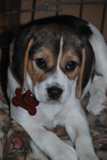 Peanut's Puppy 2