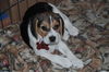 Peanut's Puppy 2
