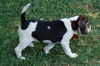 Peanut's Puppy 2