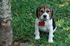 Peanut's Puppy 2