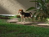 Boone