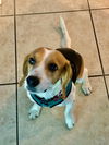 Leroy II