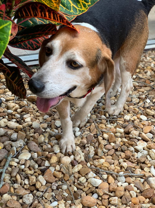 Colin II